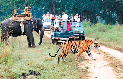 Delhi To Jim Corbett National Park Taxi With Opo Cabs